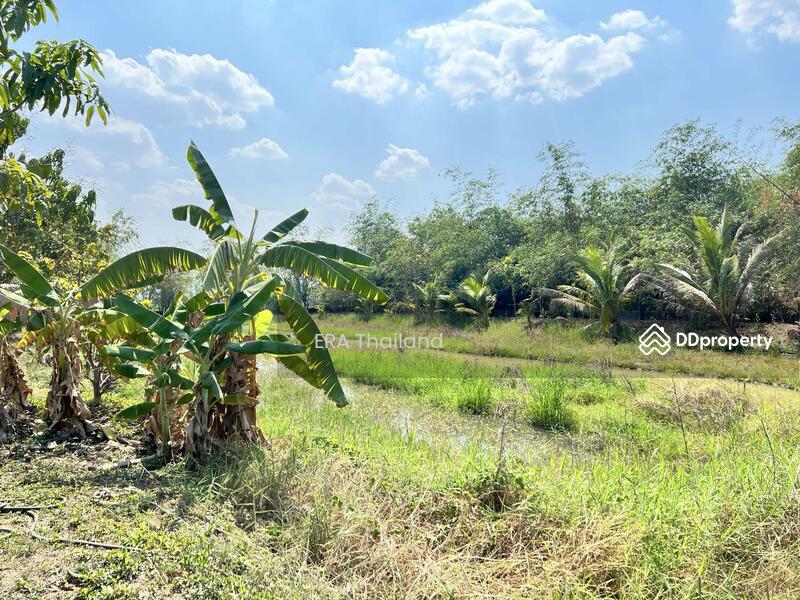ขาย - ขายบ้านสวน เนื้อที่ 4ไร่ 1 งาน 78.5 ตร.ว. ใกล้ คลองชลประธาน, ขอนแก่น