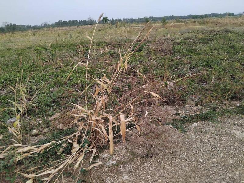 ขาย - ขายที่ดินวังม่วง 2-2-0 ไร่ ที่ดินวิวเขาเดินทางจากกรุงเทพใช้เวลาเพียง 1 ชม แปลงใกล้เคียงทำโคกหนองนา, สระบุรี