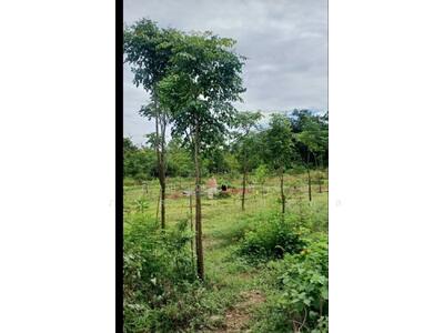 ขาย - ขายที่ดินเปล่า ขนาด1 ไร่ 250.3 ตร.ว. อำเภออู่ทอง จังหวัดสุพรรณบุรี, สุพรรณบุรี