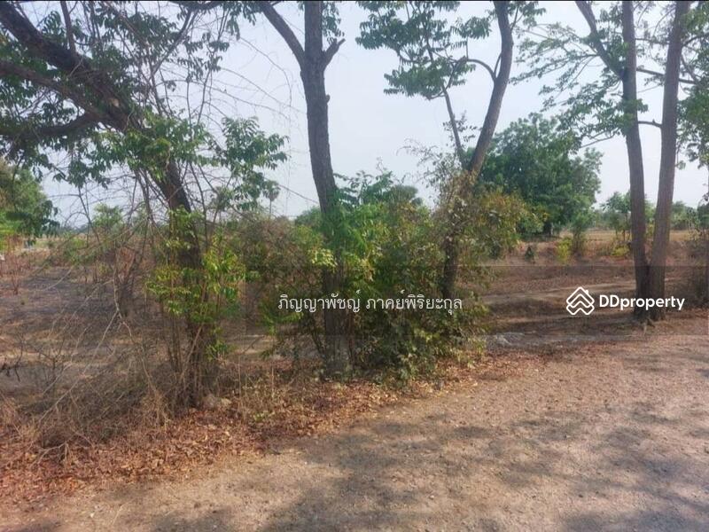 ให้เช่า - ขายที่ดินเปล่า 273 ตร.ว. ตำบลสนามคลี อำเภอเมือง จังหวัดสุพรรณบุรี, สุพรรณบุรี