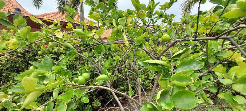 For Sale - Tropical Residence, Bangsaen, Chon Buri