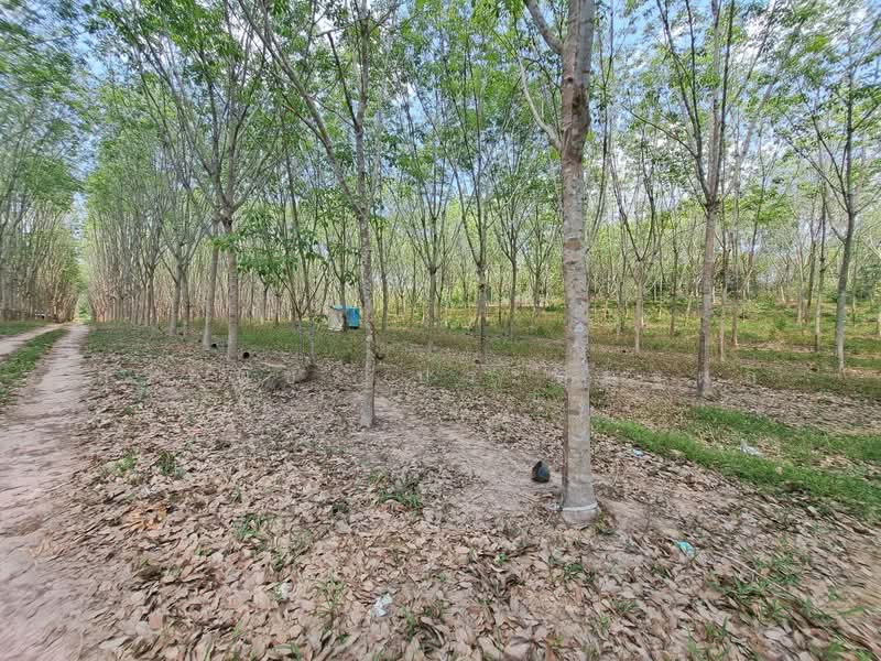 For Sale - ขายที่ดินระยอง ใกล้แยกกะเฉด ที่ดินอยู่ติดถนนสุขุมวิท ถนน4เลน มีที่ดิน 2 แปลง เนื้อที่ 34-69ไร่, Rayong