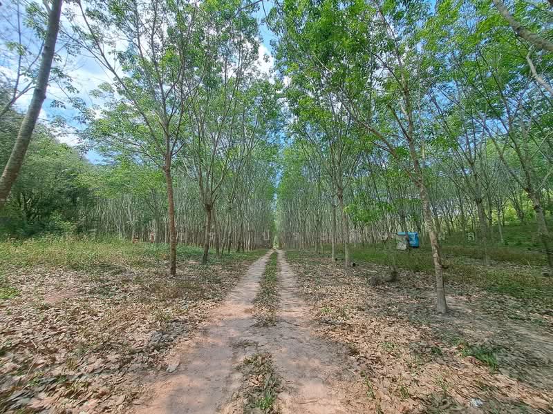 For Sale - ขายที่ดินระยอง ใกล้แยกกะเฉด ที่ดินอยู่ติดถนนสุขุมวิท ถนน4เลน มีที่ดิน 2 แปลง เนื้อที่ 34-69ไร่, Rayong