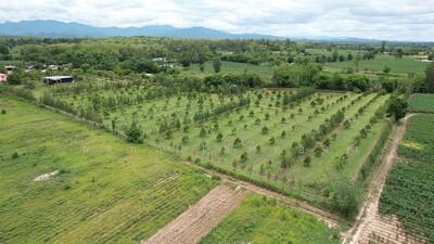 ขาย - ขายสวนทุเรียน 15 ไร่ ทุเรียนหมอนทอง 300 ต้น อายุ 6 ปี พร้อมเก็บเกี่ยว อ.ห้วยคต จ. อุทัยธาน๊, อุทัยธานี