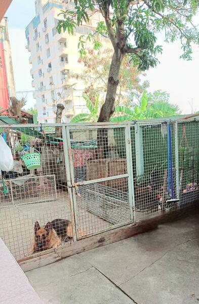 เฉลิมพระเกียรติ ร.9ซอย 6แยก3, กรุงเทพ, หัวหมาก, บางกะปิ, กรุงเทพ, 200 ตร.ม., บ้านเดี่ยว ให้เช่า, โดย ธนัชสร หงษ์มานพ, 11819408 - DDproperty.com