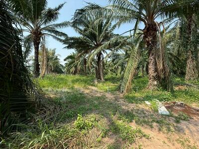 ขาย - ที่ดิน EEC เขาคันทรง ศรีราชา, ชลบุรี