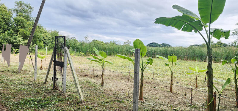 For Sale - เคซีการ์เด้นโฮม 1 นิมิตใหม่ 40, Bangkok