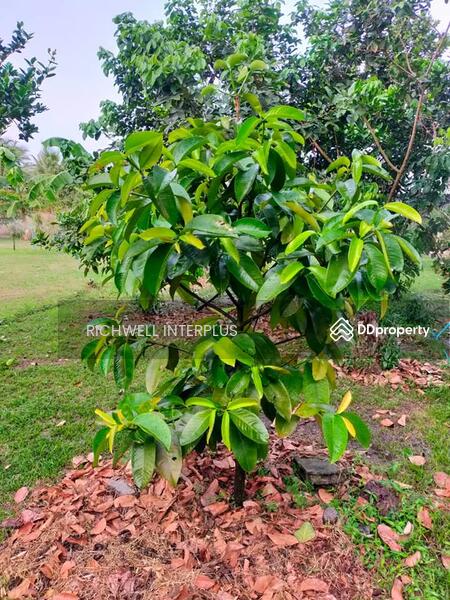 For Sale - Land for sale on Koh Chang, 1 rai, on a four-lane road, 700 meters from Koh Chang Hospital., Chon Buri
