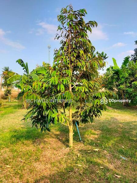 For Sale - Land for sale on Koh Chang, 1 rai, on a four-lane road, 700 meters from Koh Chang Hospital., Chon Buri