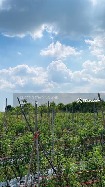 For Sale - Land for sale Cha Am 4 Rai 1 Ngan 62 Sq.w. Rai Mai Pattana, Phetchaburi