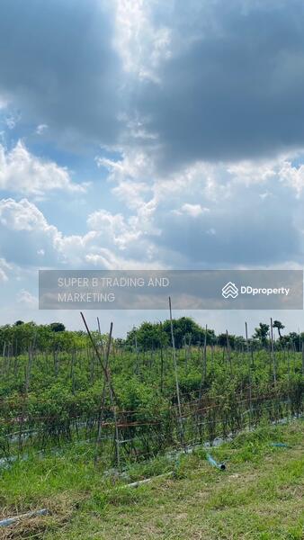 For Sale - Land for sale Cha Am 4 Rai 1 Ngan 62 Sq.w. Rai Mai Pattana, Phetchaburi