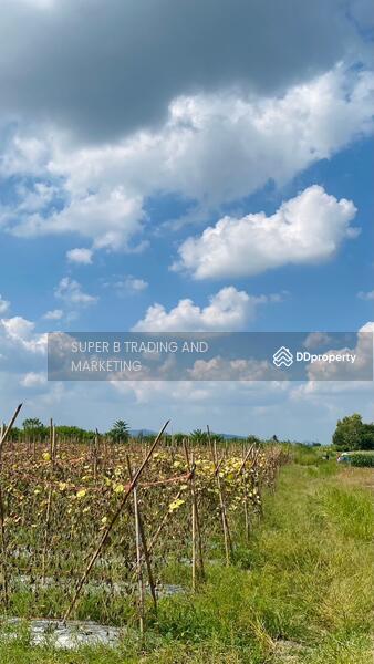 For Sale - Land for sale Cha Am 4 Rai 1 Ngan 62 Sq.w. Rai Mai Pattana, Phetchaburi
