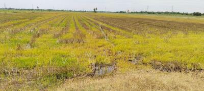 ขาย - Land Nong Chok, กรุงเทพ