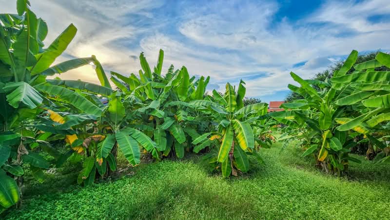 Land - Residential - For Sale - San Kamphaeng, Chiang Mai, Chiang Mai, Buak Sang, San Kamphaeng, Chiang Mai, , 2,800 sqm, Land For Sale, by Elijah Ridgley, 11830193 - DDproperty.com