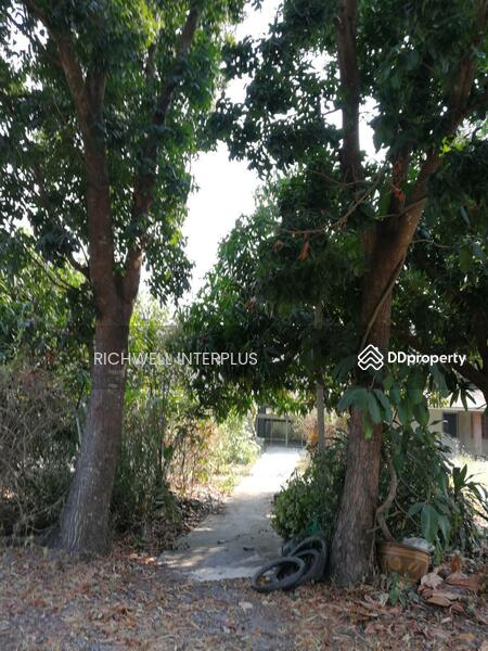For Sale - House for sale with 6 rai of land, near Bang Ngam Subdistrict Administrative Organization - 3.2 km., Suphan Buri