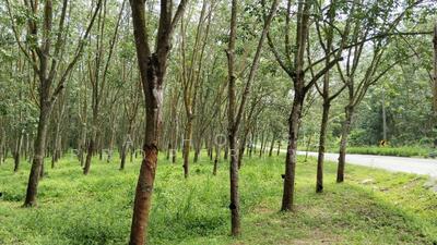 ขาย - ขายที่ดินเขาคันทรง ศรีราชา แปลงสวย, ชลบุรี