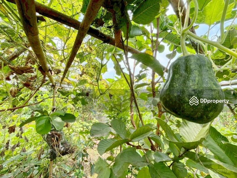 ขาย - https://maps.app.goo.gl/Rejc2rSqa8ZZ3tEw6, ชลบุรี
