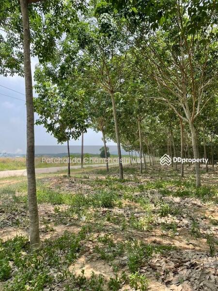 ขาย - LAND 22-0-0 RAI Sriracha Chonburi, ชลบุรี