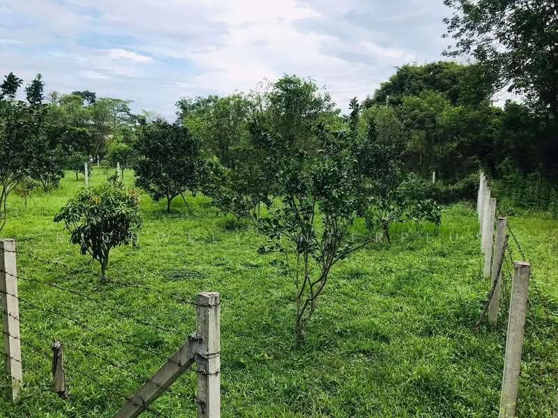 Land for Sale – 110 Sq.w., Filled, Surrounded by Mountain Views, Near Wang Takhrai Waterfall, Nakhon Nayok, Sarika, Muang Nakhon Nayok, Nakhon Nayok, , 440 sqm, Land For Sale, by RICHWELL INTERPLUS, 11846060 - DDproperty.com