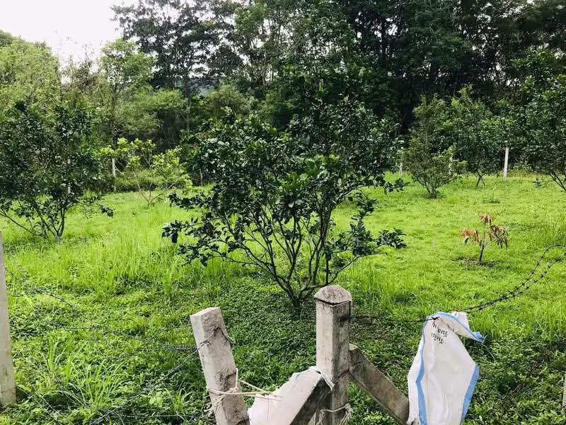 Land for Sale – 110 Sq.w., Filled, Surrounded by Mountain Views, Near Wang Takhrai Waterfall, Nakhon Nayok, Sarika, Muang Nakhon Nayok, Nakhon Nayok, , 440 sqm, Land For Sale, by RICHWELL INTERPLUS, 11846060 - DDproperty.com