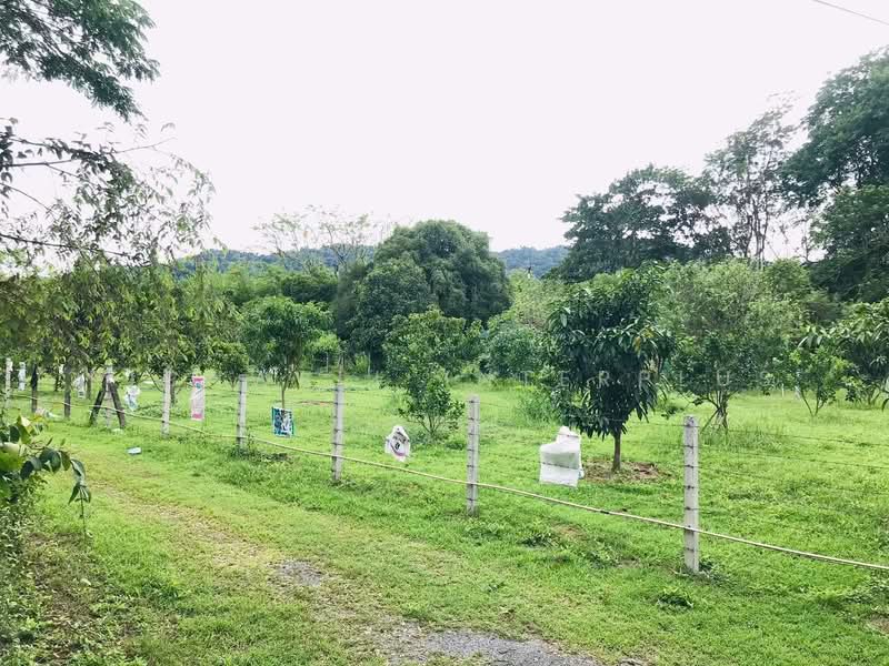 Land for Sale – 110 Sq.w., Filled, Surrounded by Mountain Views, Near Wang Takhrai Waterfall, Nakhon Nayok, Sarika, Muang Nakhon Nayok, Nakhon Nayok, , 440 sqm, Land For Sale, by RICHWELL INTERPLUS, 11846060 - DDproperty.com