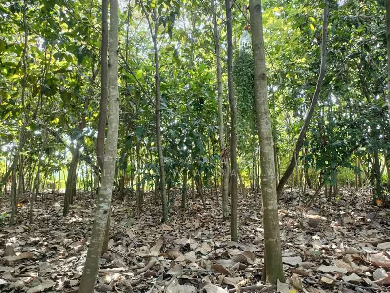 ที่ดินถมแล้วเนื้อที่ 2 ไร่ พร้อมสิ่งปลูกสร้าง และสวนต้นไม้ ถนนร่วมพัฒนา ซอยวิบูลย์สาธุกิจ 12 หนองจอก, กรุงเทพ, ลำต้อยติ่ง, หนองจอก, กรุงเทพ, 3,200 ตร.ม., ที่ดิน ขาย, โดย Nipapan Intawajana, 11847418 - DDproperty.com