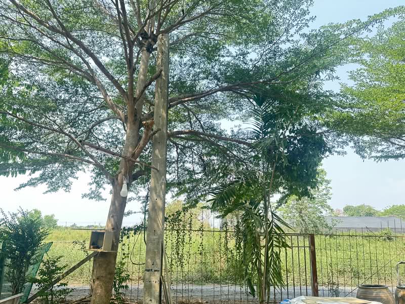 ที่ดินถมแล้วเนื้อที่ 2 ไร่ พร้อมสิ่งปลูกสร้าง และสวนต้นไม้ ถนนร่วมพัฒนา ซอยวิบูลย์สาธุกิจ 12 หนองจอก, Bangkok, Lam Toi Ting, Nong Chok, Bangkok, , 3,200 sqm, Land For Sale, by Nipapan Intawajana, 11847418 - DDproperty.com