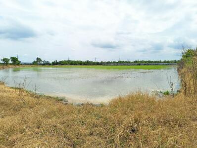 ขาย - ที่ดินหนองจอก กรุงเทพมหานคร, กรุงเทพ