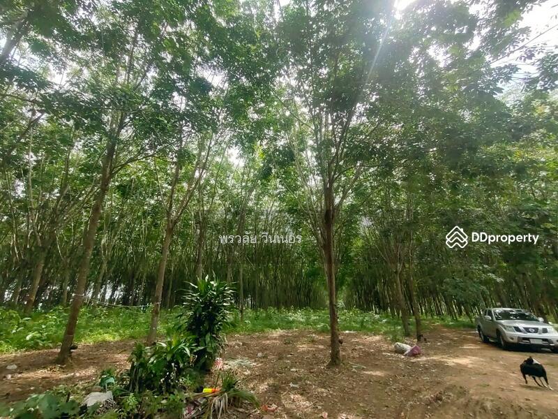 ขาย - ขายสวนยางน้ำยางดียางอายุ 7 ปี ติดทางสาธารณะ ใกล้ทางหลวง 3497 แปลงใหญ่อยู่ในเมือง, ประจวบคีรีขันธ์