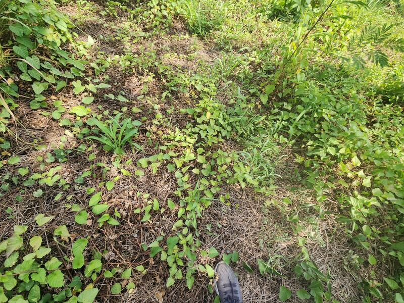 For Sale - ขายที่ดินเปล่า 1 ไร่ เมืองนครปฐม ธรรมศาลา ใกล้วัดพระประโทน ห่างถนนเพชรเกษม 800 ม. ผังเมืองสีชมพู, Nakhon Pathom