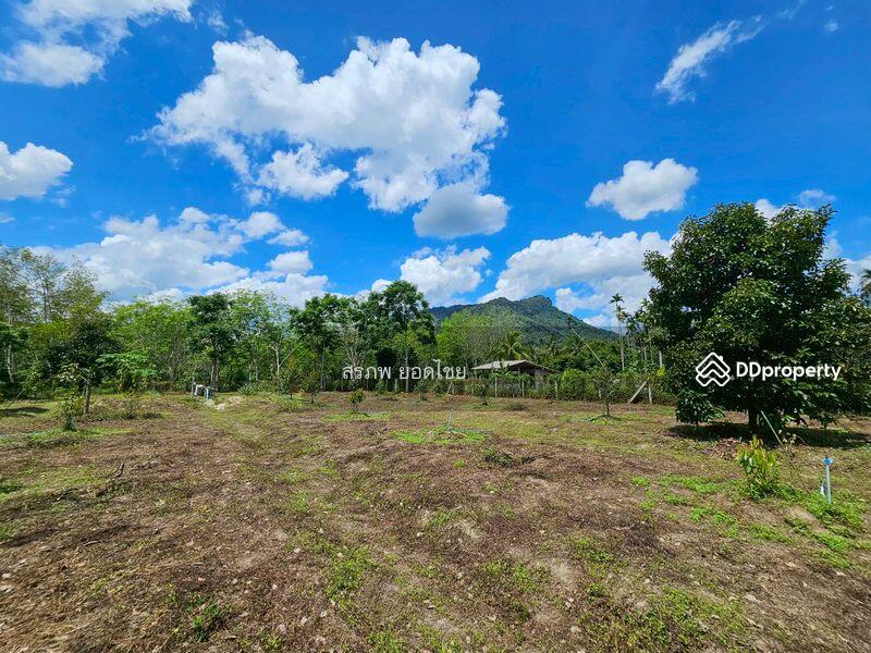 For Sale - ขายที่ดิน 3-3-45 ไร่ วิวภูเขา พร้อมสวนผลไม้ ทางไปหมู่บ้านคีรีวง ถมแล้ว ลอมรั้วแล้ว อ.ลานสกา, Nakhon Si Thammarat