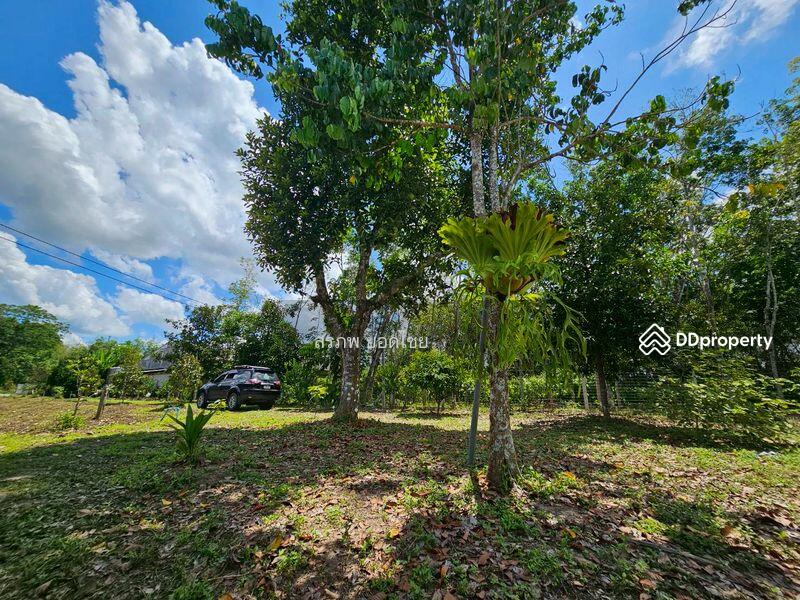 For Sale - ขายที่ดิน 3-3-45 ไร่ วิวภูเขา พร้อมสวนผลไม้ ทางไปหมู่บ้านคีรีวง ถมแล้ว ลอมรั้วแล้ว อ.ลานสกา, Nakhon Si Thammarat