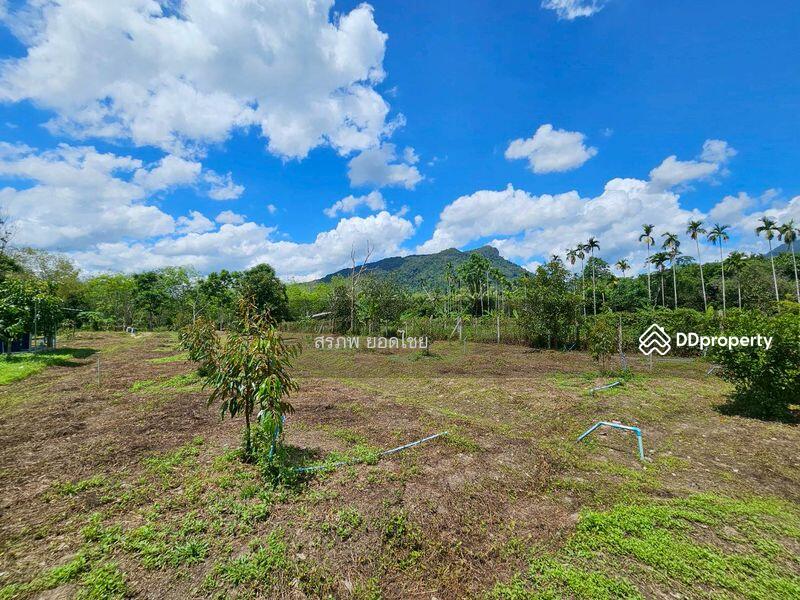 For Sale - ขายที่ดิน 3-3-45 ไร่ วิวภูเขา พร้อมสวนผลไม้ ทางไปหมู่บ้านคีรีวง ถมแล้ว ลอมรั้วแล้ว อ.ลานสกา, Nakhon Si Thammarat