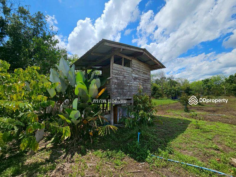 For Sale - ขายที่ดิน 3-3-45 ไร่ วิวภูเขา พร้อมสวนผลไม้ ทางไปหมู่บ้านคีรีวง ถมแล้ว ลอมรั้วแล้ว อ.ลานสกา, Nakhon Si Thammarat