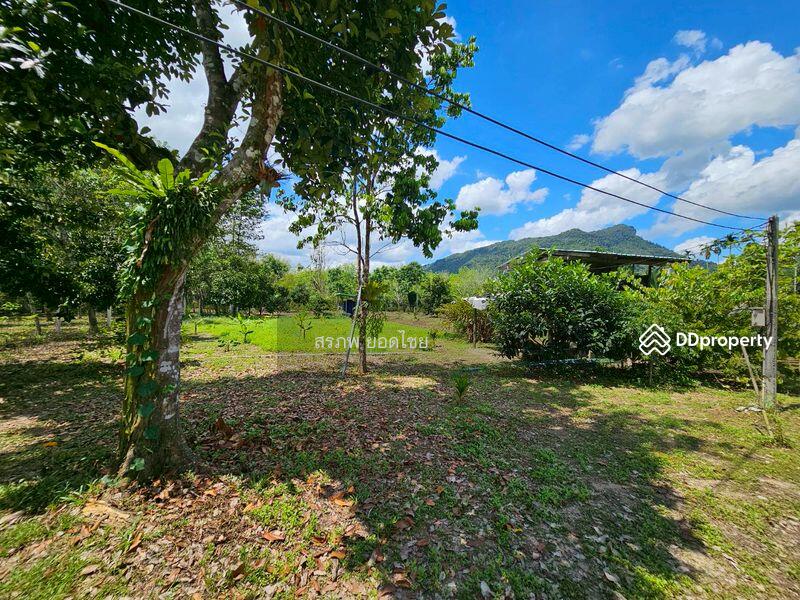 For Sale - ขายที่ดิน 3-3-45 ไร่ วิวภูเขา พร้อมสวนผลไม้ ทางไปหมู่บ้านคีรีวง ถมแล้ว ลอมรั้วแล้ว อ.ลานสกา, Nakhon Si Thammarat