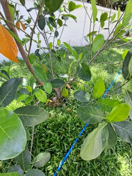 ให้เช่า - Villa Arcadia Srinakarin : วิลล่า อะคาเดีย ศรีนครินทร์, สมุทรปราการ