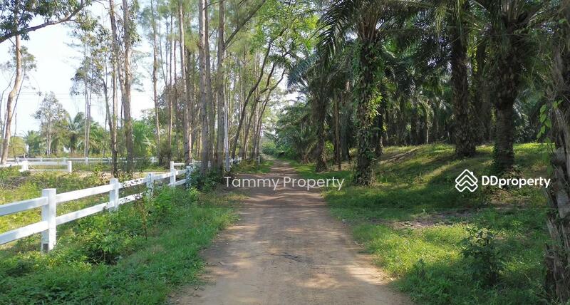 For Sale - Urgent! 14 Rai Beachfront – Khanthuli, Surat Thani. Sea view, clear water. Rare investor deal!, Surat Thani