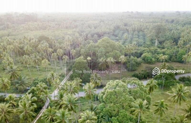 ขาย - ที่ดินท่าศาลา นครศรีธรรมราช, นครศรีธรรมราช