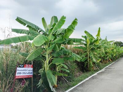ขาย - ที่ดิน ซอย อบต.ศาลายา, นครปฐม