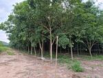 ขายสวนยางพร้อมที่ดิน 30 ไร่ ใกล้ถนนเส้นสัตหีบ-พนมสารคาม(331) - 5 กม., ฉะเชิงเทรา