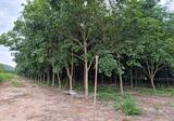ขายสวนยางพร้อมที่ดิน 30 ไร่ ใกล้ถนนเส้นสัตหีบ-พนมสารคาม(331) - 5 กม. - DDproperty.com