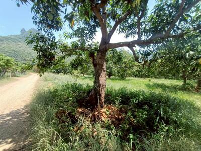 ขาย - 93755 - ขายที่ดินเปล่า ถมแล้ว 2ไร่ 1งาน 24 ตร.ว. อำเภอสามร้อยยอด จังหวัดประจวบคีรีขันต์, ประจวบคีรีขันธ์