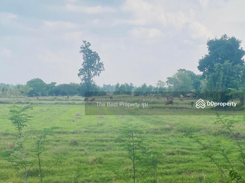 ขาย - ที่ดินหนองบุญมาก นครราชสีมา, นครราชสีมา