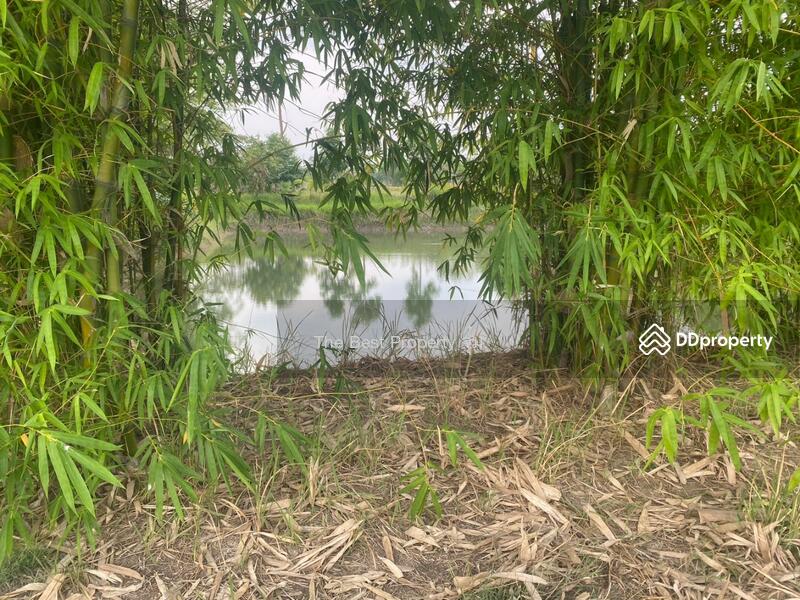 For Sale - ที่ดินหนองบุญมาก นครราชสีมา, Nakhon Ratchasima