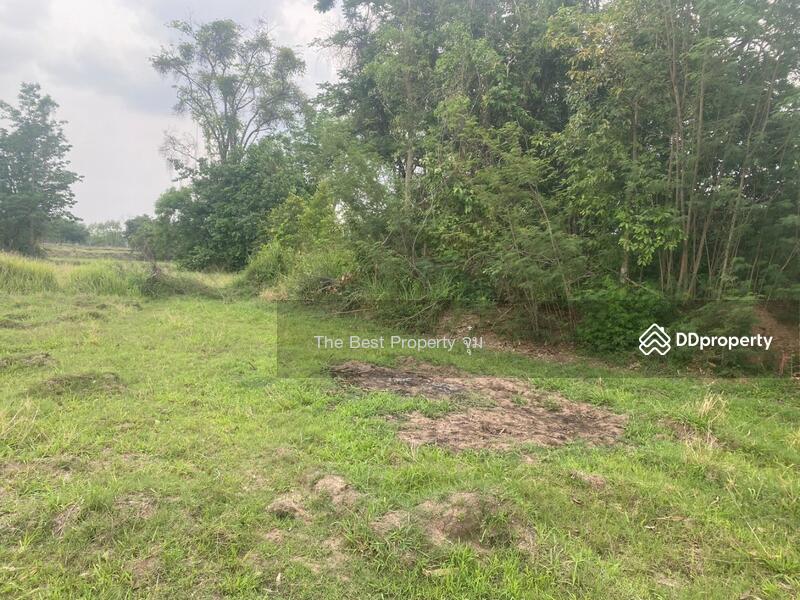 For Sale - ที่ดินหนองบุญมาก นครราชสีมา, Nakhon Ratchasima