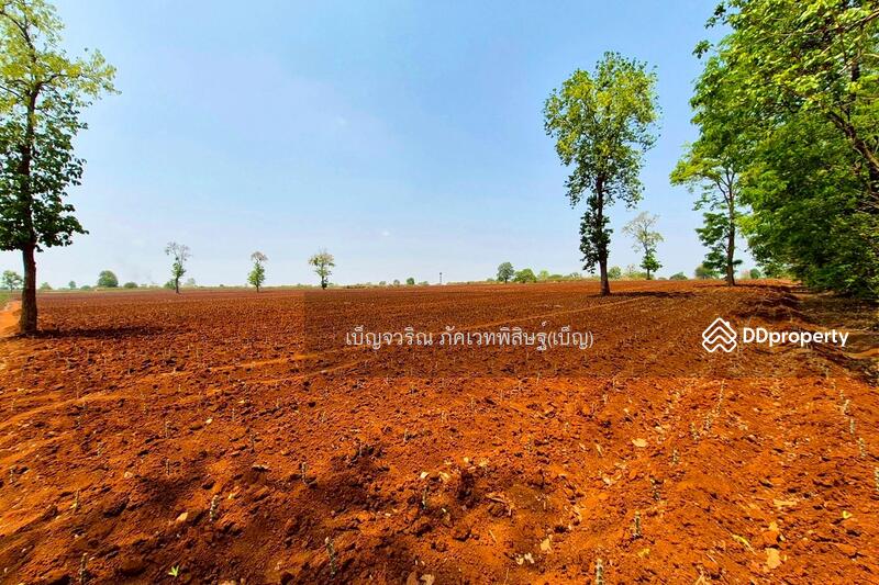 ขาย - BO-844175 ที่ดินหนองบุญมาก 66 ไร่ 259 ตร.ว. นครราชสีมา ใกล้โรงพยาบาลหนองบุญมาก, นครราชสีมา