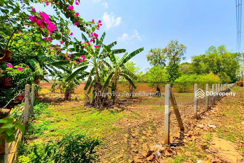 ขาย - BO-844175 ที่ดินหนองบุญมาก 66 ไร่ 259 ตร.ว. นครราชสีมา ใกล้โรงพยาบาลหนองบุญมาก, นครราชสีมา