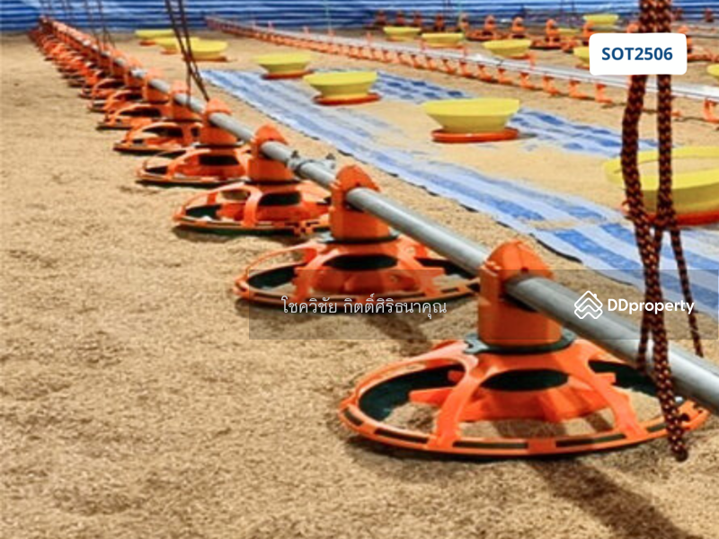 For Sale - For Sale: Newly Built Closed-System Broiler Chicken Farm – Ready to Operate, Prachin Buri