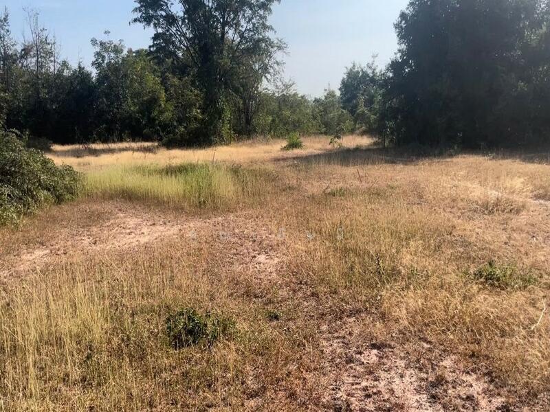 ขาย - ขายที่ดิน บัวใหญ่ โคราช 4-1-40 ไร่ ที่ดินเกษตร ผังเขียว มีบ่อน้ำ ใกล้ชุมชน เหมาะปลูกบ้าน ทำเกษตร, นครราชสีมา