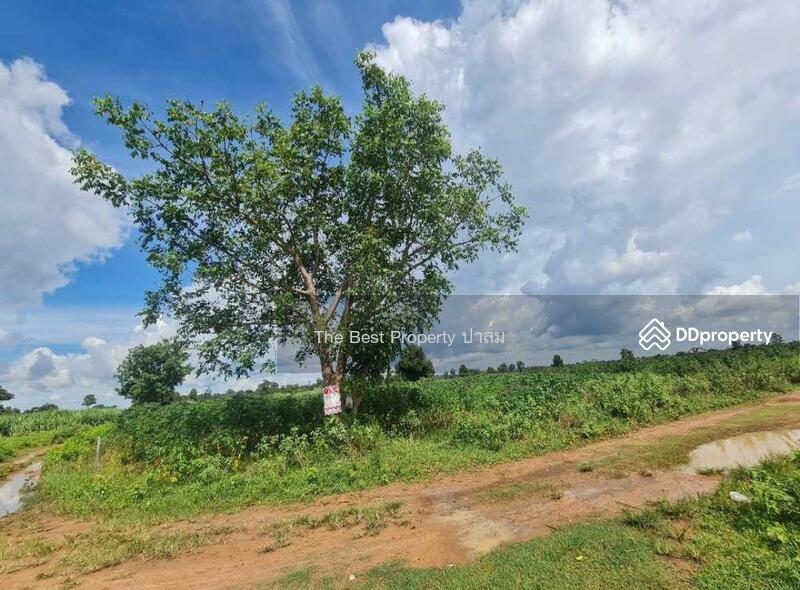 ขาย - ที่ดินนาเชือก มหาสารคาม, มหาสารคาม